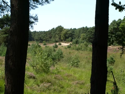 Foto des Albums: Fahle Heide in lila Farbe