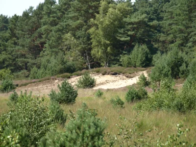 Foto des Albums: Fahle Heide in lila Farbe