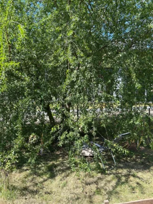 IMG-20250818-WA0006  (Bild vergr&ouml;&szlig;ern)