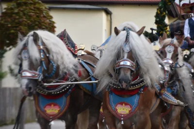 Foto des Albums: Stimmungsvolle Volksfesttage in Bildern