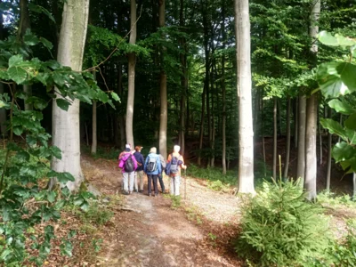 Rotbuchenhochwald  (Bild vergr&ouml;&szlig;ern)