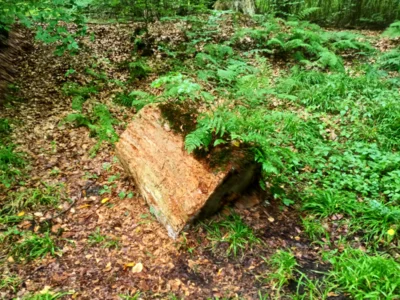 Das ist Natur  (Bild vergr&ouml;&szlig;ern)
