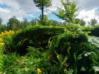 Farn  (Bild vergr&ouml;&szlig;ern)