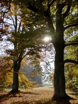 Bild: Baumriesen, Foto Norbert Hesse