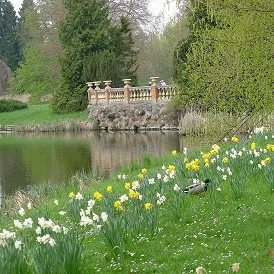 Bild: Narzissen am Schlossteich, Foto Helga Holz