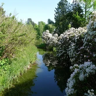 Bild: Rhododendren im Waldparkteil, Foto Helga Holz