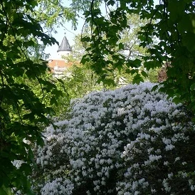 Bild: weiße Pracht, Foto Helga Holz