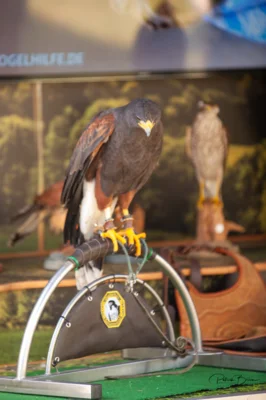 Foto des Albums: „Fest des Waldes und der Jagd“, 10./11.9.2023, Hummelshain