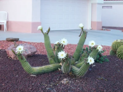 Foto des Albums: Flug nach Arizona, USA