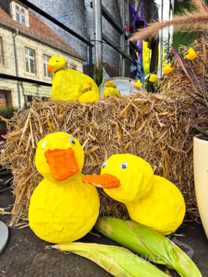 Foto des Albums: Quietschgelbe Enten bevölkerten die Stadt bei den Pritzwalker Herbstlichtern - der Nachmittag