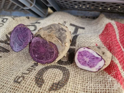 Foto des Albums: PriMa-Treff Erntemarkt mit Kartoffelkunde und Förderverein