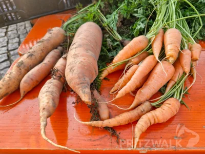 Foto des Albums: PriMa-Treff Erntemarkt mit Kartoffelkunde und Förderverein