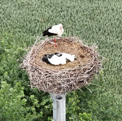 Storch  (Bild vergr&ouml;&szlig;ern)