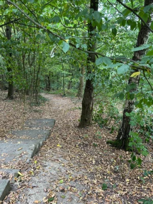 Foto des Albums: Wanderung Rodenberg mit Waldklassenzimmer und Mühle
