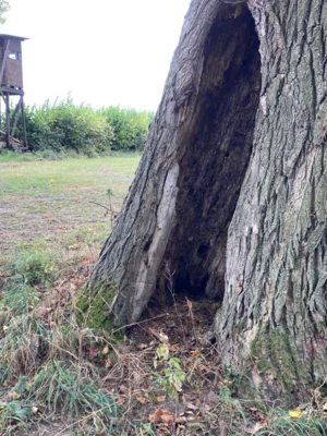 Foto des Albums: Wanderung Rodenberg mit Waldklassenzimmer und Mühle
