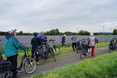 Phacelia - Versalis als Gr&uuml;nd&uuml;ngung  (Bild vergr&ouml;&szlig;ern)