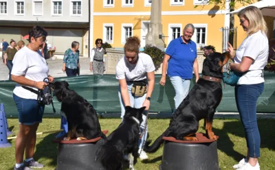 Foto des Albums: Herbstmarkt am Sonntag, 21. September 2025