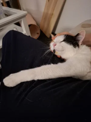 Foto des Albums: Update zu Lotti :)