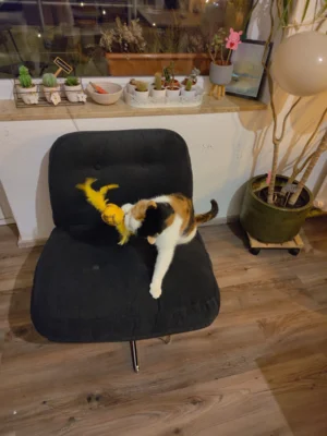 Foto des Albums: Update zu Lotti :)