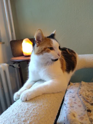Foto des Albums: Update zu Lotti :)