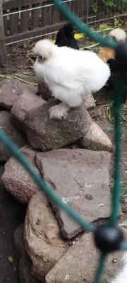 Wollhuhn  (Bild vergr&ouml;&szlig;ern)