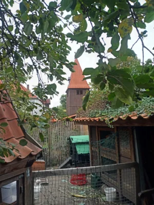Gartenidyll mit Johanniskirche  (Bild vergr&ouml;&szlig;ern)