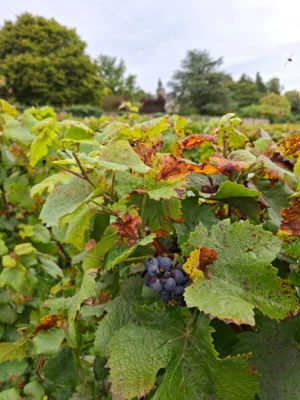 Weinberge  (Bild vergr&ouml;&szlig;ern)