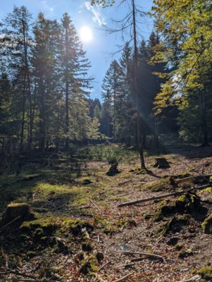 Foto des Albums: 2025_10_Wandertag_Nationalpark