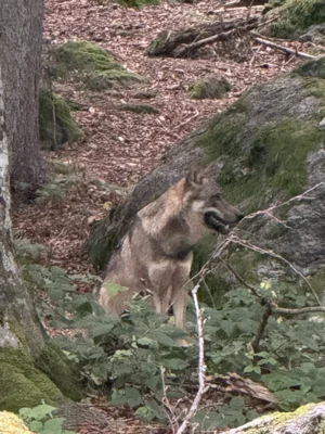 Foto des Albums: 2025_10_Wandertag_Nationalpark