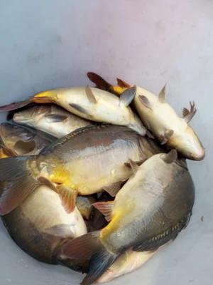 K3 in guter Qualit&auml;t 