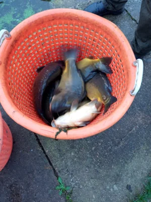 Herbstbesatz im KSTB Wlh. 