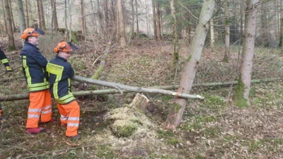 Foto des Albums: Tagesseminar Fortbildung Motorkettensäge beendet