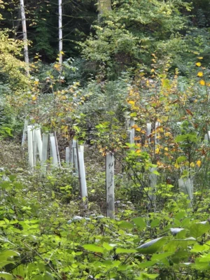 20251019Gimbi3  (Bild vergr&ouml;&szlig;ern)