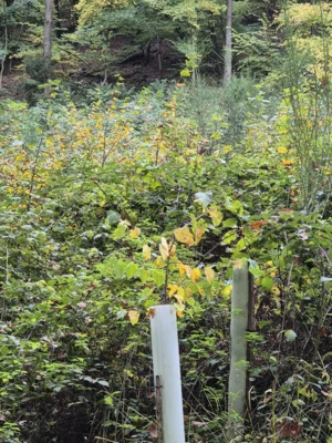 20251019Gimbi5  (Bild vergr&ouml;&szlig;ern)