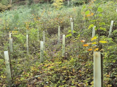 20251019Gimbi6  (Bild vergr&ouml;&szlig;ern)