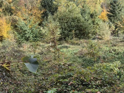 20251019Rossert5  (Bild vergr&ouml;&szlig;ern)