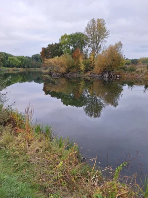 Foto des Albums: Arbeitseinsatz am Saale Altarm am 11.10.2025