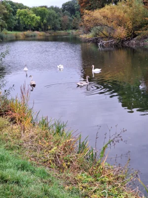 Foto des Albums: Arbeitseinsatz am Saale Altarm am 11.10.2025