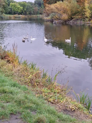 Foto des Albums: Arbeitseinsatz am Saale Altarm am 11.10.2025