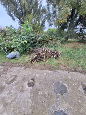 Foto des Albums: Arbeitseinsatz am Saale Altarm am 11.10.2025