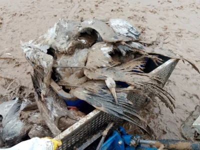 apokalyptische Bilder erzeugt die Virusseuche unter den sonst so anmutigen und stolzen Zugv&ouml;geln 