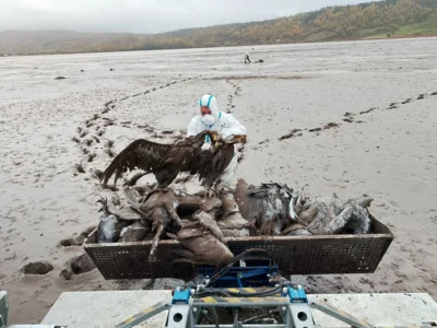 in schwierigem Gel&auml;nde erfolgt die Bergung der toten Kraniche 