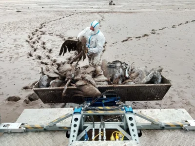 Angler und J&auml;ger machen sich verdient bei der Eind&auml;mmung der Vogelseuche 
