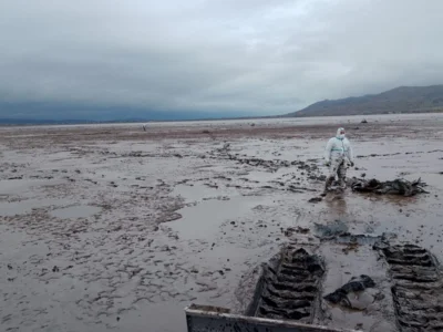 ohne Amphibientechnik w&auml;re die Menge an verendeten Kranichen nicht zu bew&auml;ltigen 