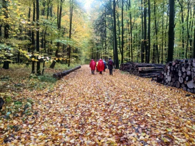 Hier hat der Herbst Laub gestreut.  (Bild vergr&ouml;&szlig;ern)