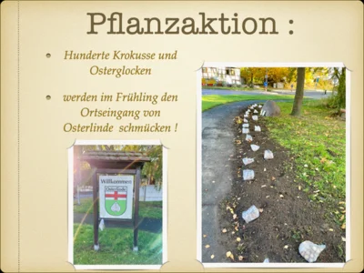 Foto des Albums: Pflanzaktion In Osterlinde