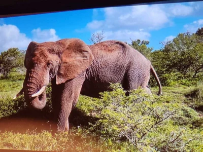 Foto des Albums: Fotoabend „Südafrika“
