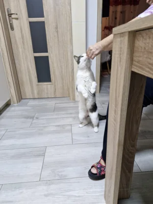 Foto des Albums: Kater Flummi/Böckchen