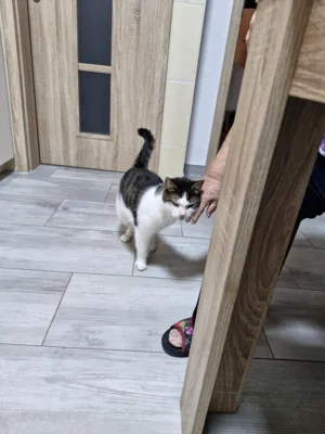 Foto des Albums: Kater Flummi/Böckchen