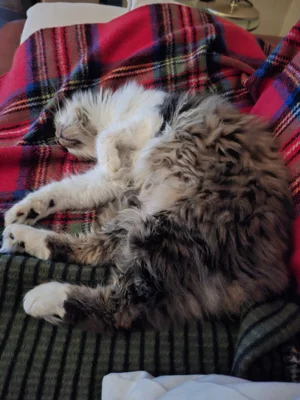 Foto des Albums: Kater Peter